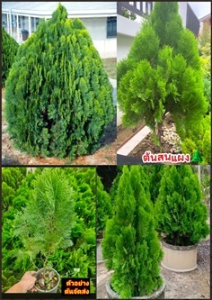 ต้นสนแผง Platycladus orientalis Chinese Arbo