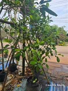 ส้านชวา สูง1.5ม. 