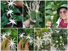 มะลิวัลย์ ขายกิ่งปักชำ