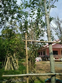 ต้นหม่อน