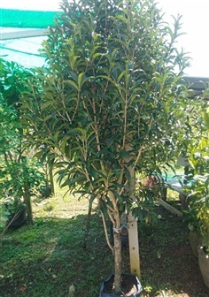 ต้นฝนเสน่หา