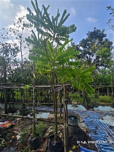ตะลิงปิง
