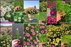 15 ต้น คละสี ปารีสเดซี่ Paris Daisy หลากสี Lolly P