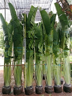 ต้นกล้วยพัด สูง2-4เมตร