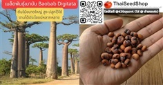 เมล็ดพันธุ์เบาบับ Baobab Digitata ต้นใหญ่ สูง
