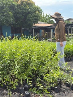 ต้นลีกวนยู