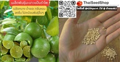 เมล็ดพันธุ์มะนาวแป้นรำไพ เนื้อบาง น้ำเยอะ ปลูกง่าย
