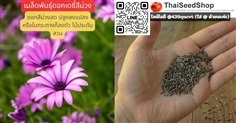 เมล็ดพันธุ์ดอกเดซี่สีม่วง ดอกสวย (Purple Daisy)