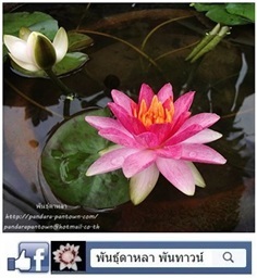 บัวมินิ ยิปซี Nymphaea &#39;Gypsy&#39;