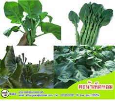 คะน้าเห็ดหอม (Chinese Kale)