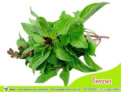 โหระพา (Sweet Basil)