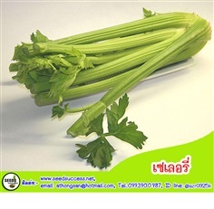 เซเลอรี่ (Celery)