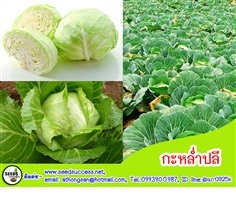 กะหล่ำปลี (Common Cabbage) 