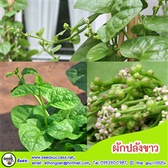 ผักปลังขาว /ผักปลังเขียว (White Ceylon Spinach) 