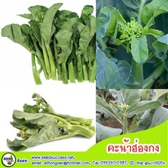 คะน้าฮ่องกงจัมโบ้ (Chinese Kale)