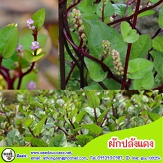 ผักปลังแดง (Red Ceylon Spinach) 