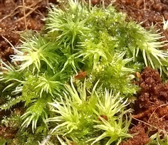 มอสข้าวตอกฤาษี ข้าวตอกฤาษี Sphagnum moss