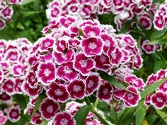 ดอกผีเสื้อ คละแบบคละสี  dianthus flower