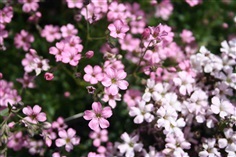 ดอกยิปโซ ฟิลล่า พิงค์  Gypsophila Rosea Pink Babys