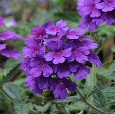 ดอกเวอร์บีน่า สีม่วง Purple Verbena flower
