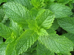 เมล็ดสเปียมินต์ Spearmint Mentha Spicata Mint