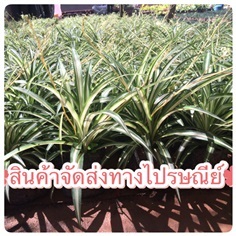 เศรษฐีเรือนใน