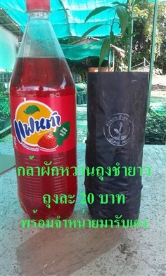 กล้าผักหวาน