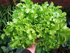 ผักกรีน สลัด โบล์ว  Green SALAD BOWL LEAF LETTUCE