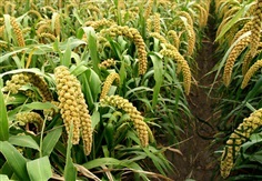 ข้าวฟ่างหางจิ้งจอก Foxtail millet