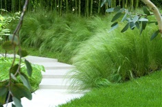 หญ้าหางม้า  Grass - Stipa tenuissima - Pony Tails