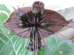 ค้างคาวดำ BLACK BAT FLOWER  (Tacca Chantrieri)