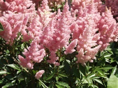 แอสทีบ คละสี ASTILBE BUNTER mixed