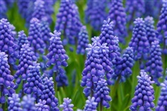 เมล็ดไฮยาซินพวงองุ่น  GRAPE HYACINTH