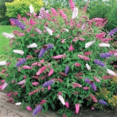 เมล็ดราชาวดีคละสี BUTTERFLY BUSH Mixed