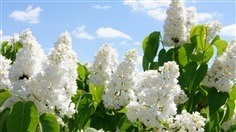 ดอกไลแลค สีขาว (หอมมาก) WHITE TREE LILAC (USA)
