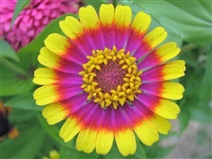 ดอกบานชื่นดาวรัศมี คละสี CAROUSEL MIX ZINNIA