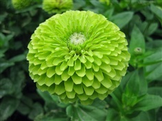 บานชื่นสีเขียว  GREEN ENVY ZINNIA