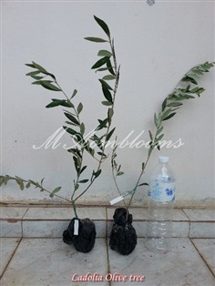 Olive Tree