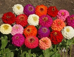 ดอกบานชื่น คละสี  Double Zinnia Mixed