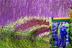 Wisteria ดอกฟูจิ วิสทีเรียสีม่วง จากฝรั่งเศส