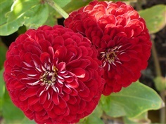 ดอกบานชื่นสีแดง  RED CHERRY QUEEN ZINNIA