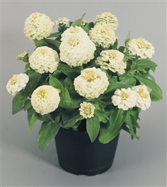 ดอกบานชื่นสีขาว  WHITE POLAR BEAR ZINNIA