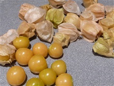 โทงเทงฝรั่ง แคพกลูพเบอร์รี่ Ground Cherry