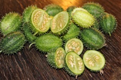 แตงกวาเงาะ หรือแตงกวาป่า(กินได้) ornamental cucumber