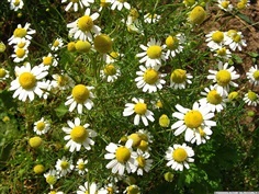 คาร์โมมายด์ German Chamomile