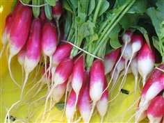 เรดิช แฟรนซ์ เบรคฟาส  French Breakfast Radish