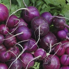 เรดิช สีม่วง Purple Plum Radish