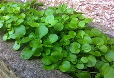 ผักสลัดน้ำ (ฝรั่ง) วอเตอร์เครส  watercress