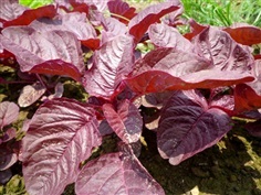 ผักโขมใบแดง Red leaf amaranth