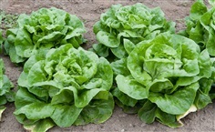 ผักสลัดบัตเตอร์คลั้น  BUTTERCRUNCH LEAF LETTUCE